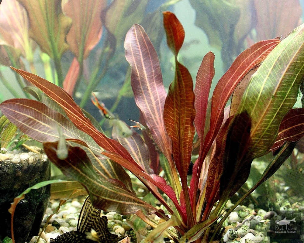 Echinodorus